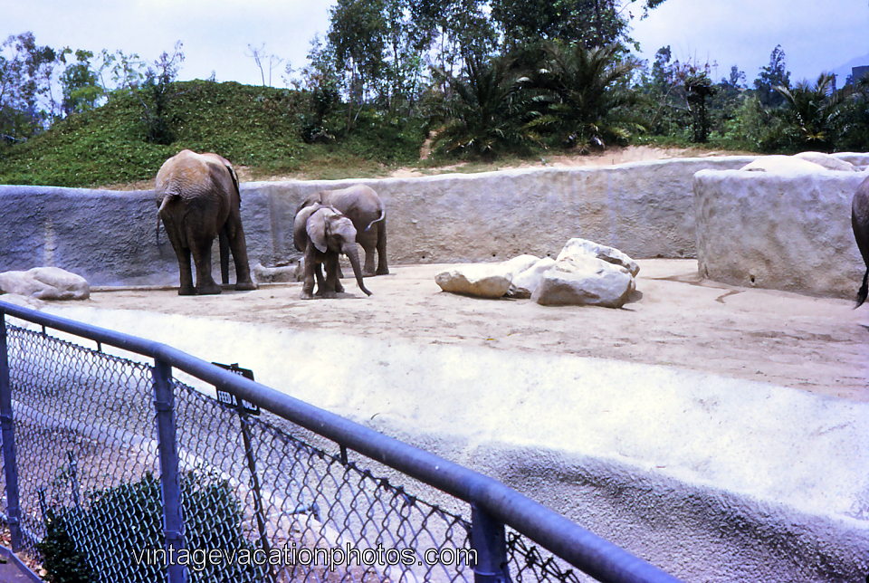 Vintage Vacation Photos: Elephants at Los Angeles Zoo, 1968